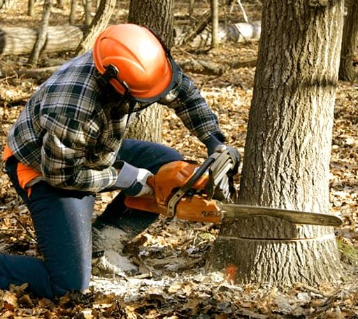 Tree Removal in Tom Bean, TX